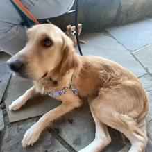 Jackie O's Taproom & Brewery restaurant view 2