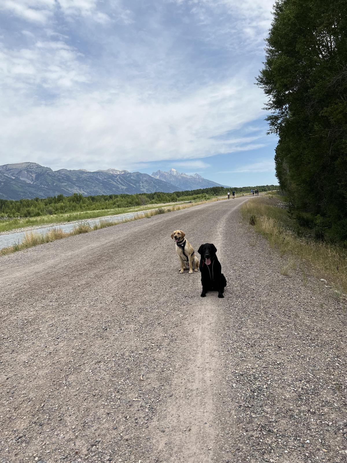 Dog friendly hikes near grand tetons outlet