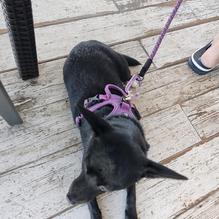 Whistle Stop Cafe restaurant view 1