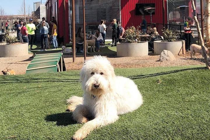 A dog enjoys the attached dog park at a pet-friendly restaurant