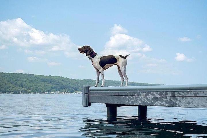 A dog stands on a dock overlooking a lake