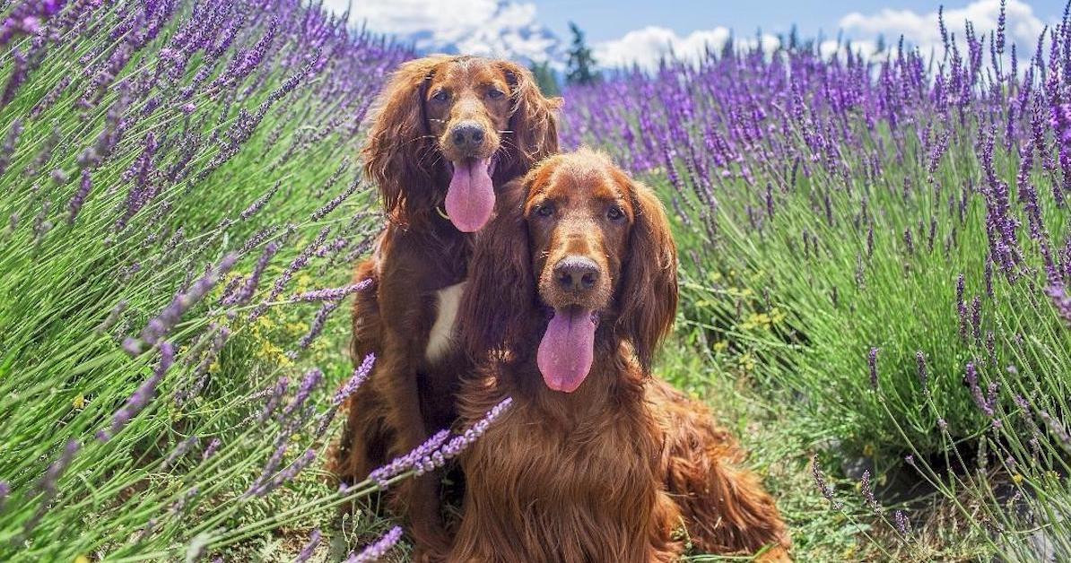 Lavender Farms to Visit With Fido