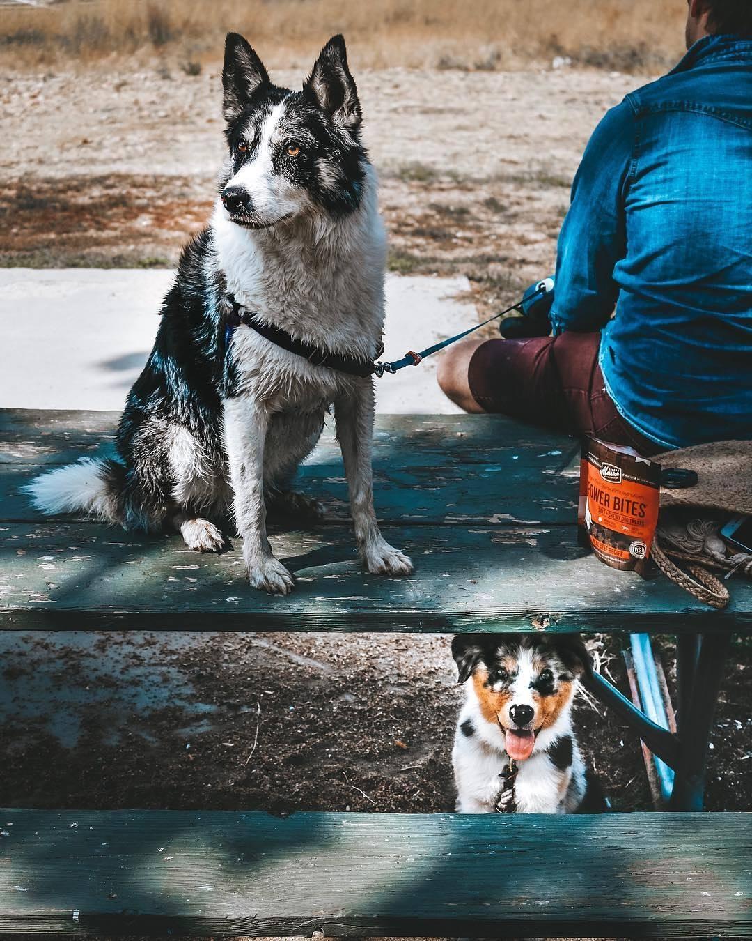 Hiking snacks for top dogs