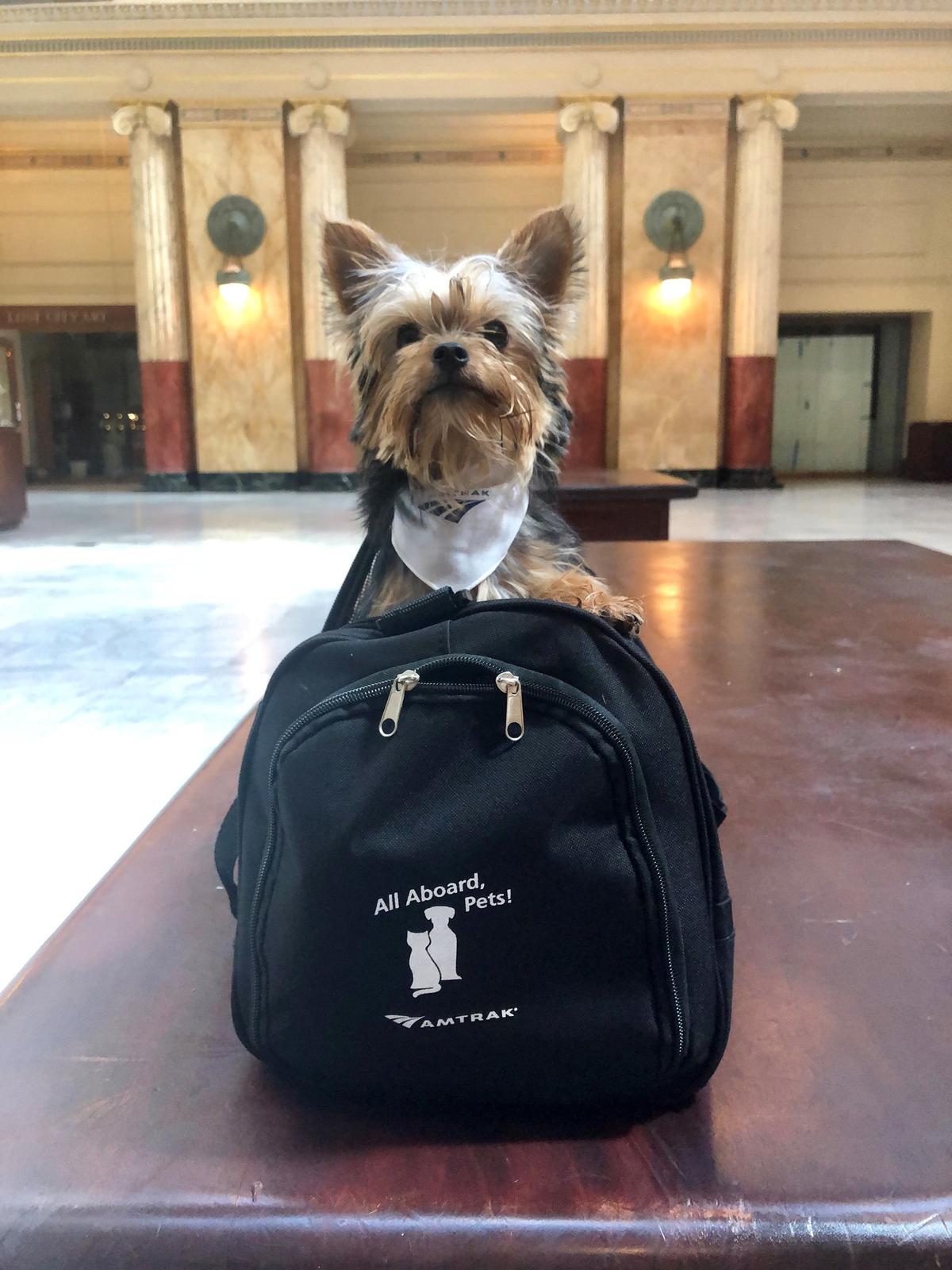 Amtrak dogs clearance on train