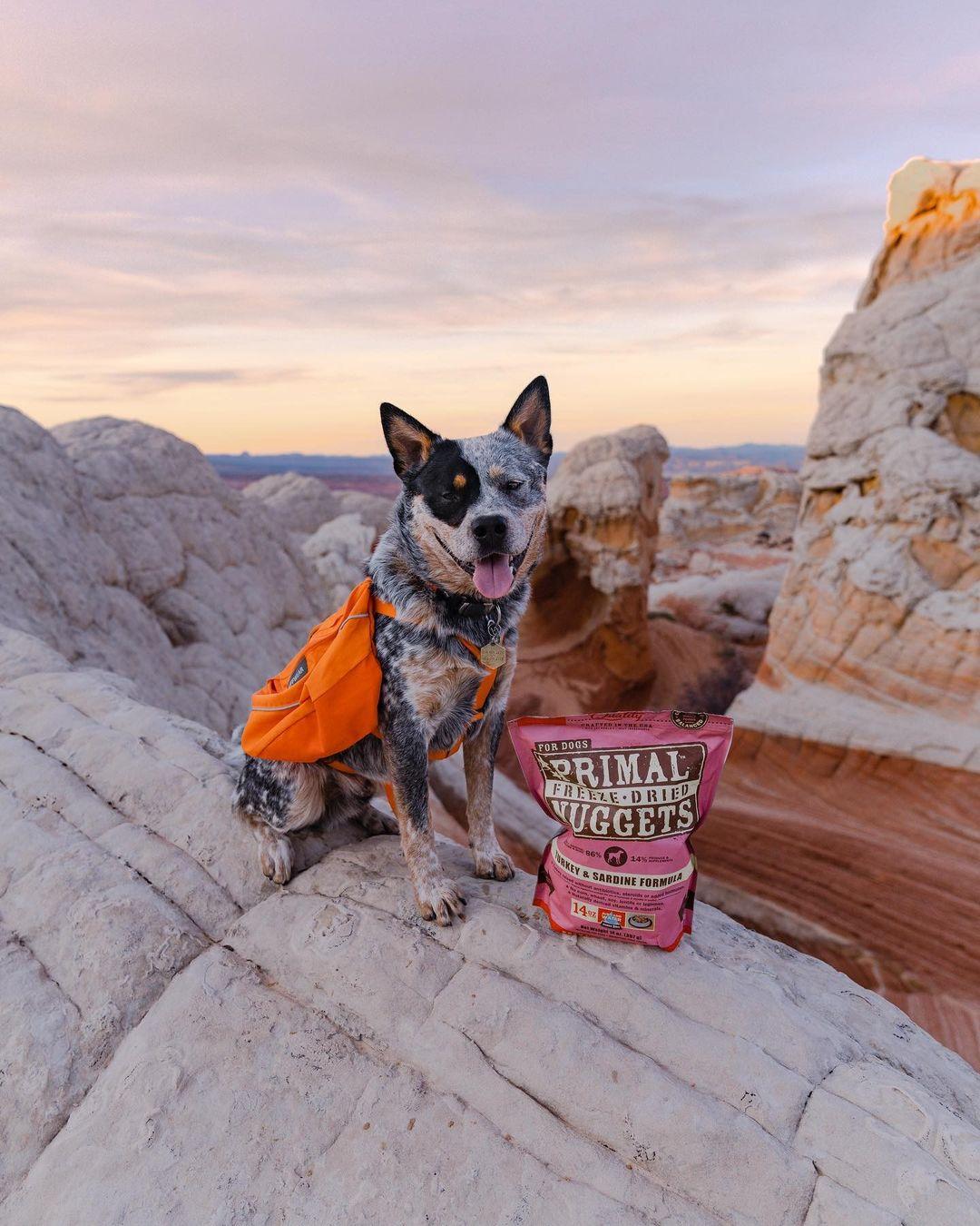 Hiking snacks cheap for dogs