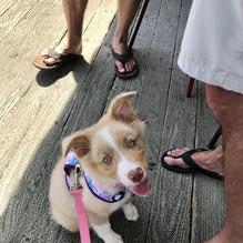 Island Hideaway restaurant view 1