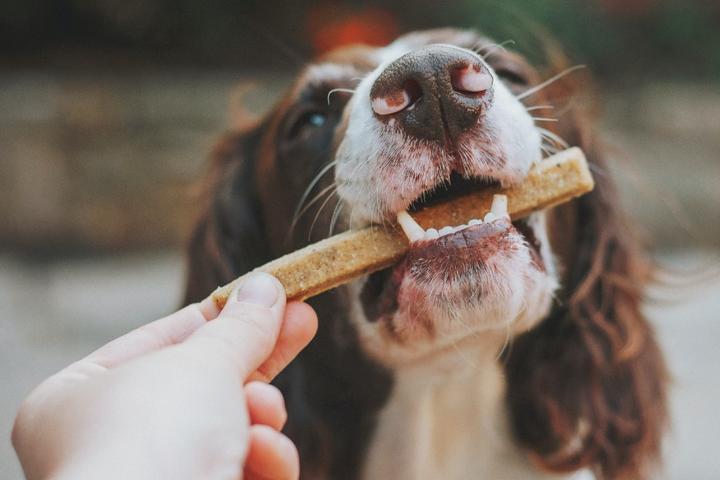 Person holding brown dog treat for Spaniel.