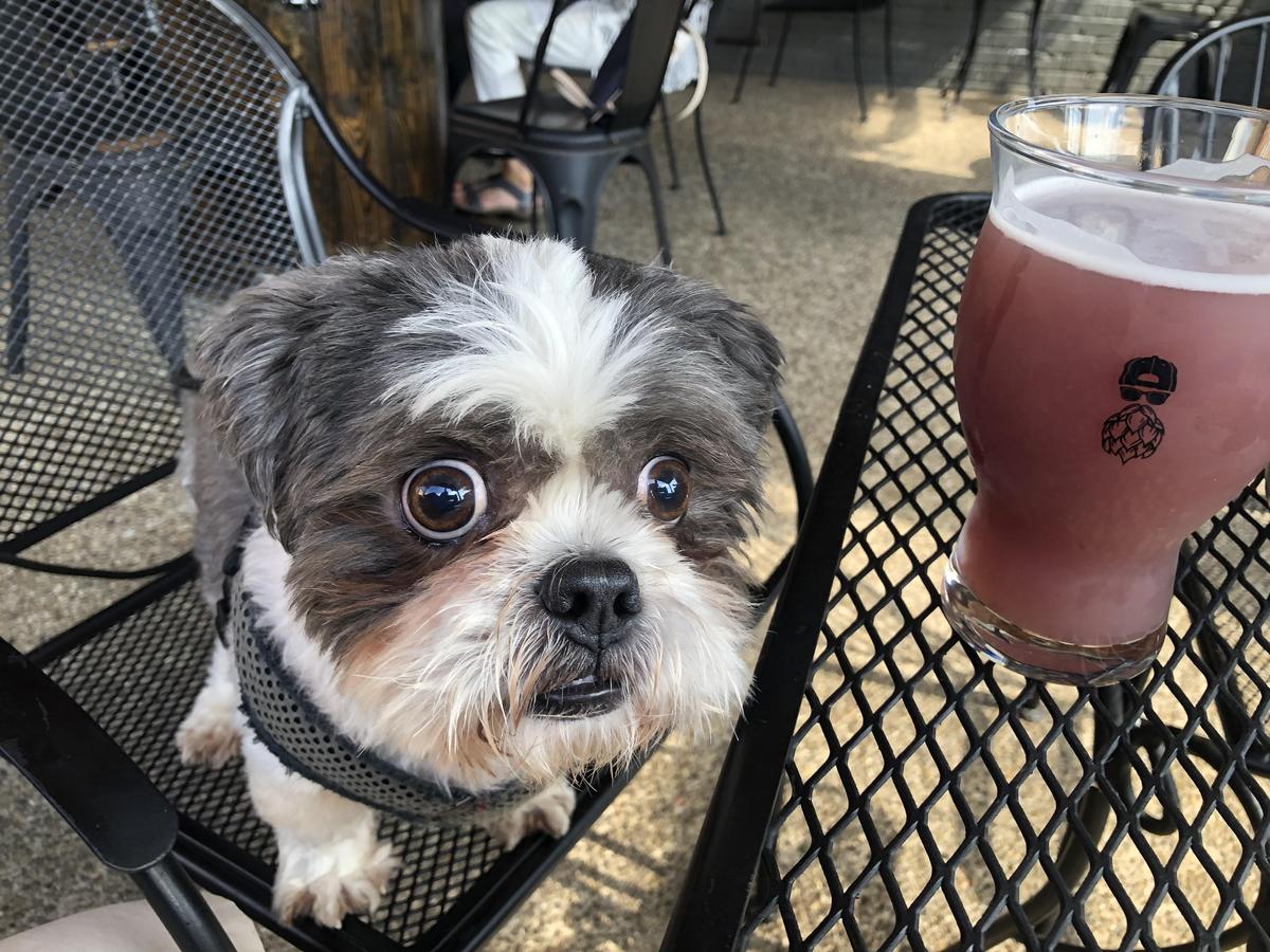 Altered Genius Brewing Co. restaurant view 1