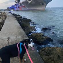 Pier 99 Restaurant restaurant view 4