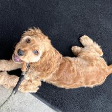 Global Brew Tap House restaurant view 1