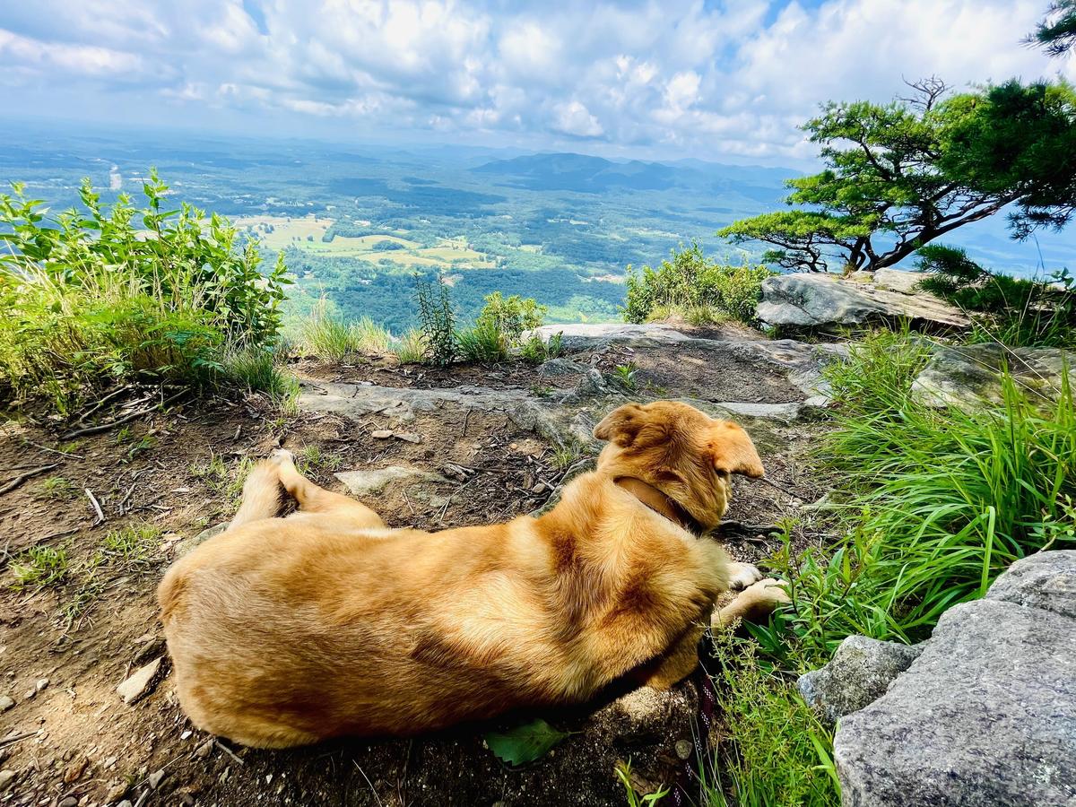 Hiking with my hot sale dog near me