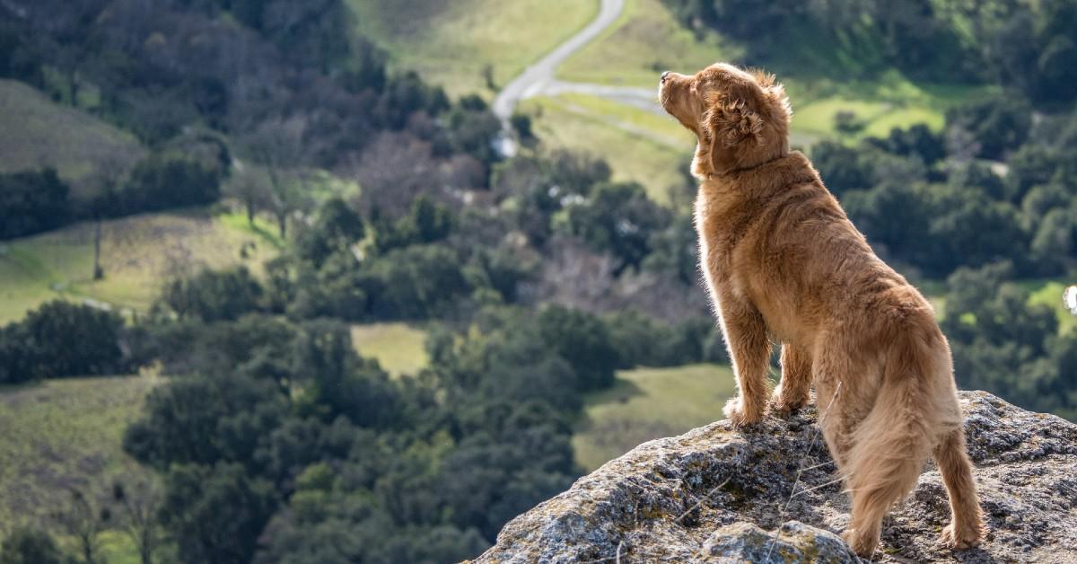 Top Trails to Hike With Your Dog in All 50 States