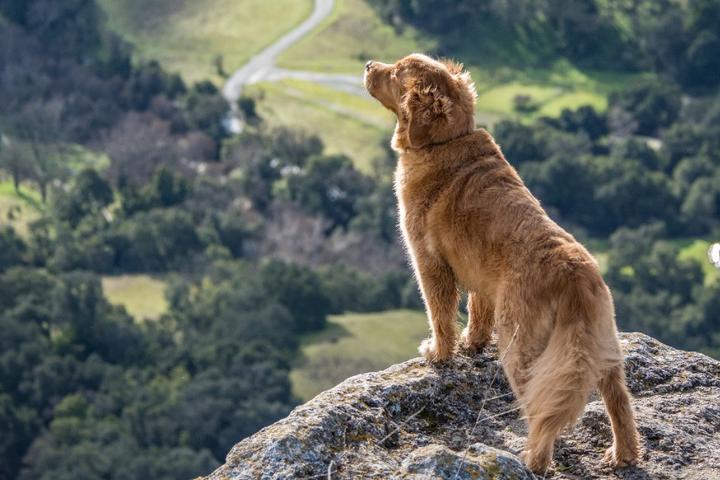 Golden retriever on hiking trail in United States