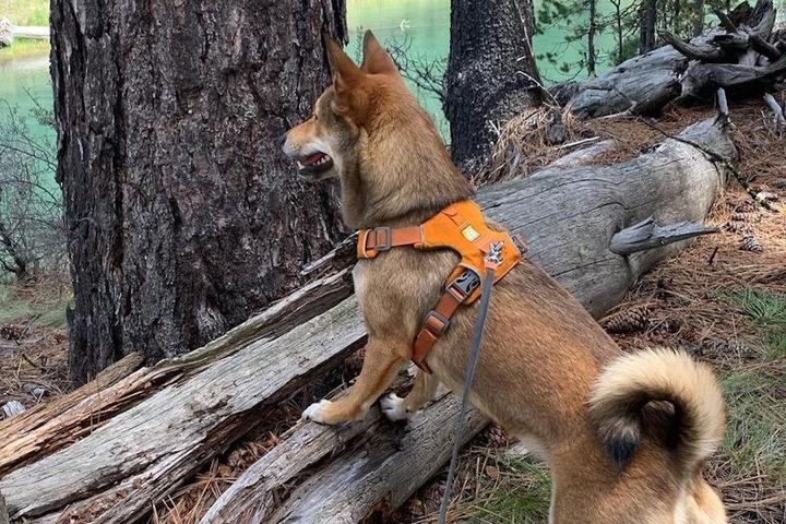 Best State Parks for Hiking With Your Dog