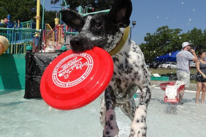 Dog with frisbee in pool at Doggie Dive event.