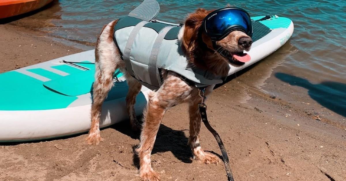 Best Dog Breeds for Water Sports