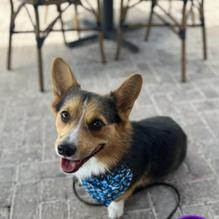 Duffy's Sports Grill restaurant view 2