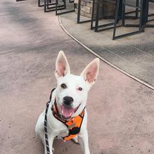 Noble Hops restaurant view 1