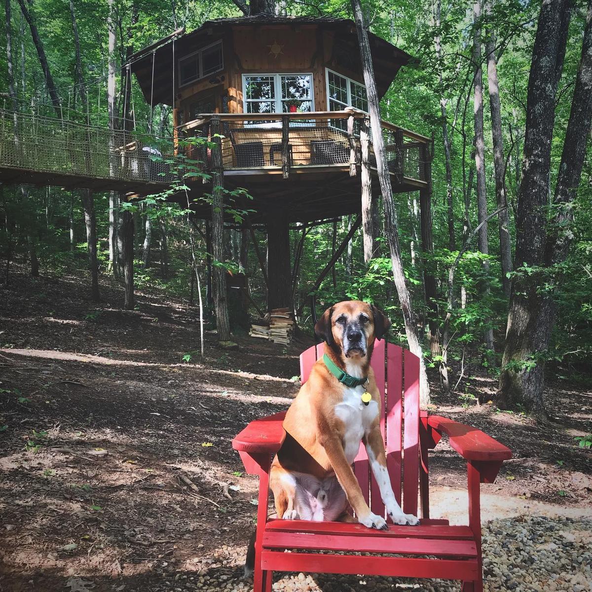 Dog tree house deals