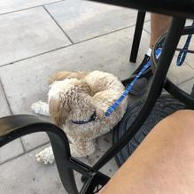 P.C.'s Paddock Restaurant restaurant view 1