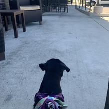 Panera Bread restaurant view 1