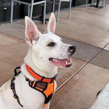 Dove Mountain Brewing Company restaurant view 2