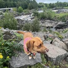 Gordy's Hi-Hat restaurant view 4