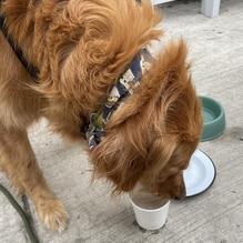 Park and Field Apres restaurant view 2