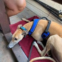 Dogfish Head Brewings & Eats restaurant view 4