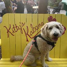 Kitty O'Reilly's Irish Pub restaurant view 3