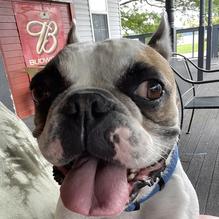 Show-Me's Sports Bar & Grill restaurant view 2