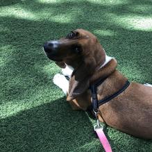 The Backyard Bar Stage and Grill restaurant view 1