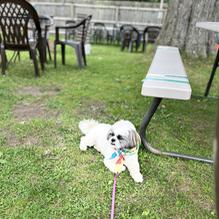 EagleMonk Pub and Brewery restaurant view 2