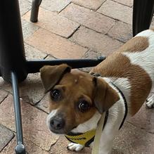 Angelicas restaurant view 2