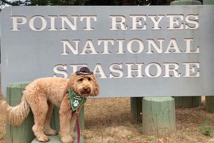 Dog wearing BARK Ranger bandana at Point Reyes National Seashore.
