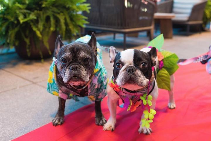 New Pet-Friendly Hotels: September 2022