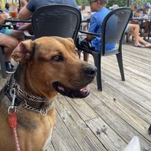 The Algonquin Restaurant restaurant view 1