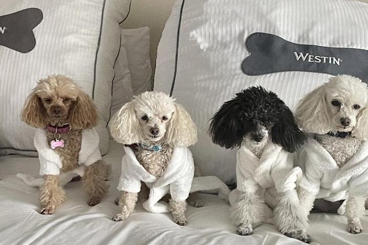 Five dogs in robes on bed at Westin Hotel and Resort.