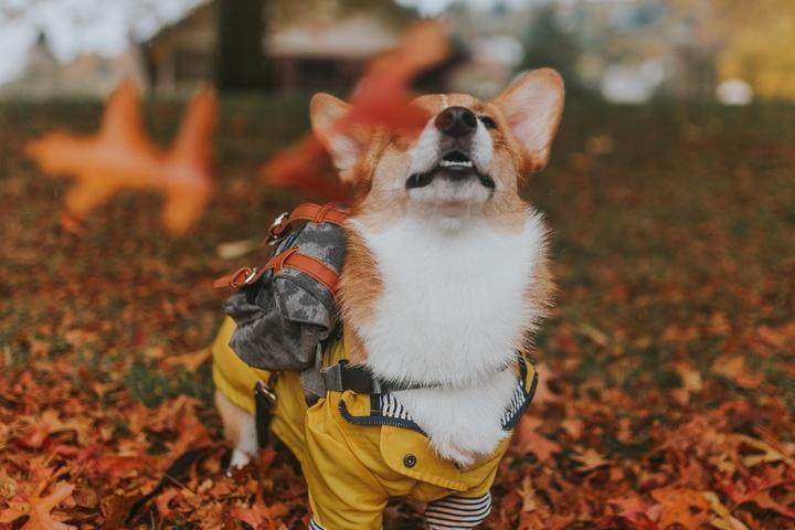 Corgi dog in fall leaves in front of luxurious lodge.