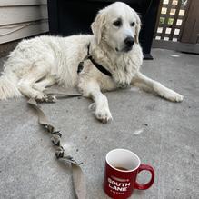 South Lane Bistro restaurant view 4