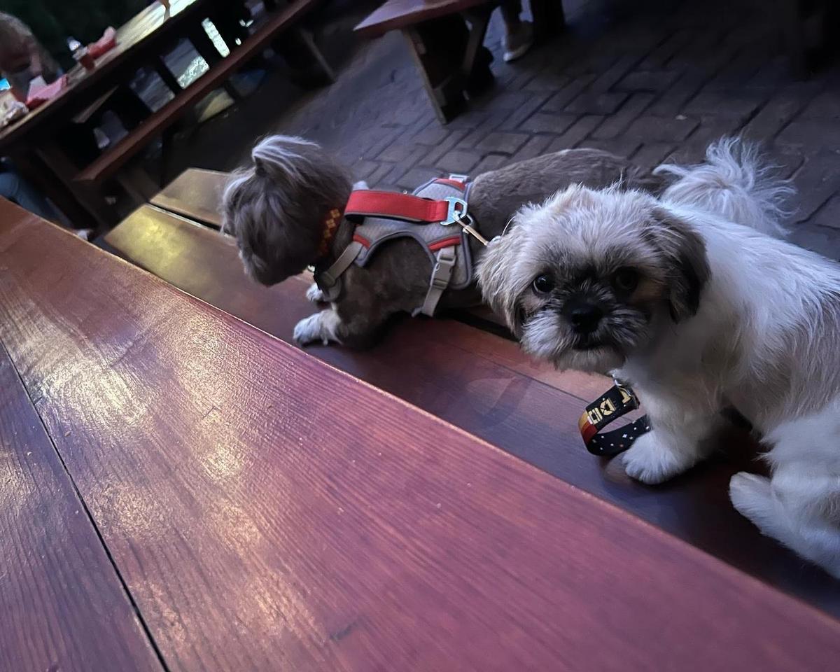 Small Cheval restaurant view 1