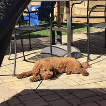 Prairie House Tavern restaurant view 1