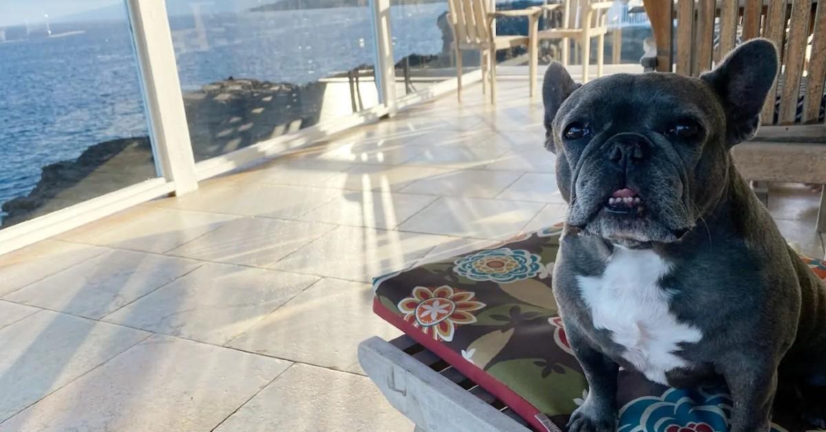 Best Dog-Friendly Waterfront Airbnb in Every State