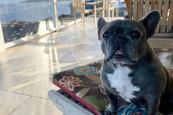 Dog in pet-friendly waterfront Airbnb in Hawaii.