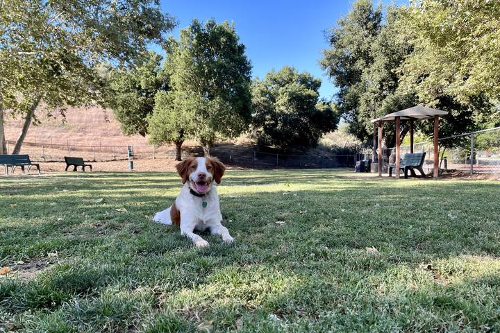 Pet Friendly Calabasas Bark Park