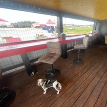 The Dog Pound restaurant view 1