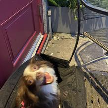 Rudy Royale restaurant view 1