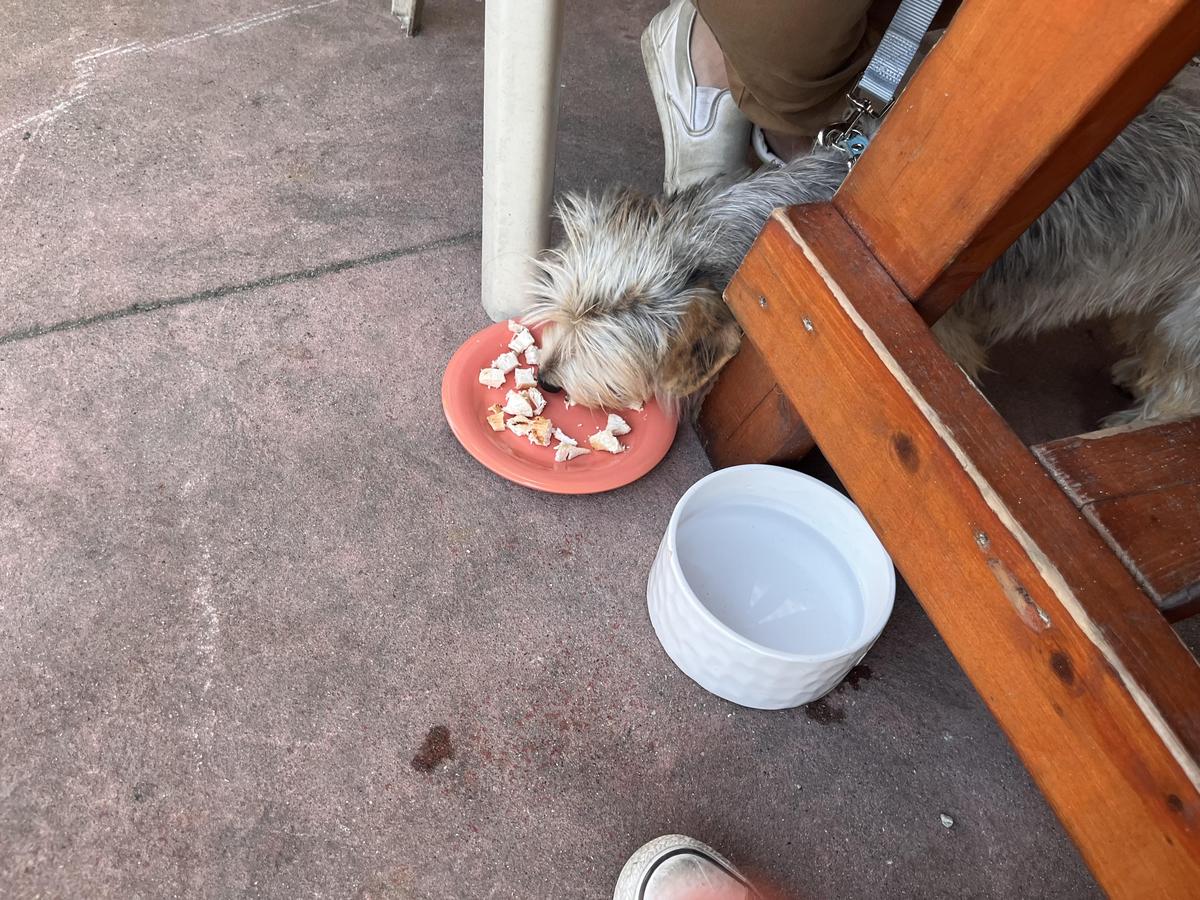 The Growling Gator restaurant view 1