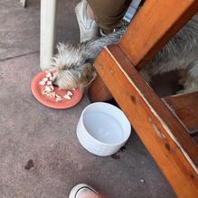The Growling Gator restaurant view 1