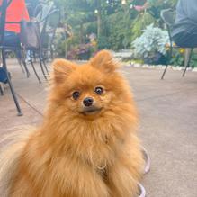 Kitty O'Reilly's Irish Pub restaurant view 2